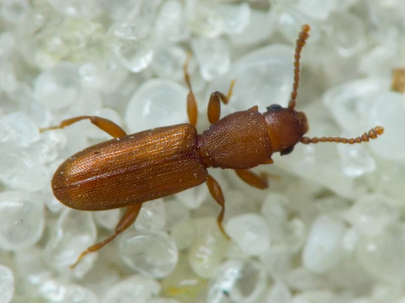 Silvanus unidentatus (A. G. Olivier, 1790)